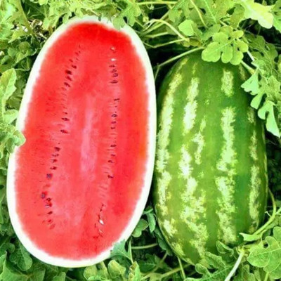 EMKOT Tropical Fruit Watermelon/तरबूज के बीज Seed(30 per packet)