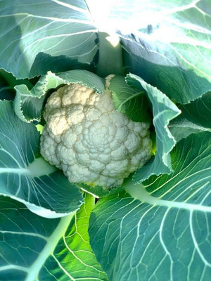 RDK white cauliflower,gobhee seeds Seed(40 per packet)