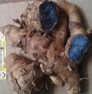 arasutraders BLACK TURMERIC Seed(20 per packet)