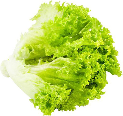 CYBEXIS Plant Seeds for Home - Lettuce Seeds2000 Seeds Seed(2000 per packet)