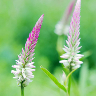 Biosnyg Flamingo Series Wheat Celosia Seeds-[50 Seeds] Seed(50 per packet)