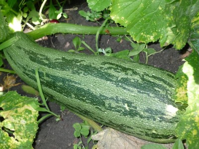 Qualtivate HUA-1A Zucchini Gren Tiger Heirloom Seed(30 per packet)