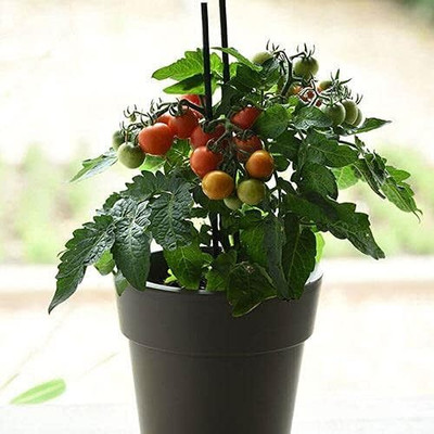 Qualtivate RES-4A Red Velvet Cherry Tomato Seed(300 per packet)