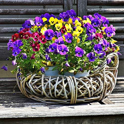 Lorvox Pansy Hybrid Flower Seed(20 per packet)
