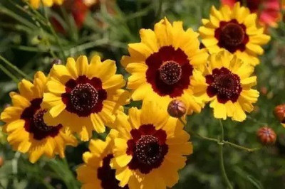 Aro Coreposis Seed(45 per packet)