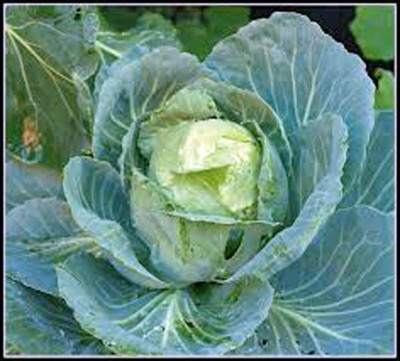 WILLVINE SYN -XVI Cabbage Seed, Golden Acre, Heirloom [2.5g] Seed(750 per packet)