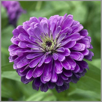 CRGO ZINNIA Seed(10 per packet)
