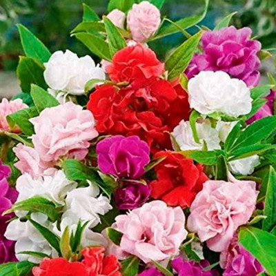 Cloud Farm Balsam seeds/ Mixed Organic Balsam Seeds/ Dopati Hybird Seed(72 per packet)
