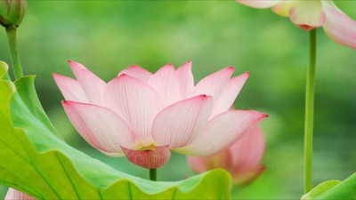 KCZ lotus,kamal gatta Seed(14 per packet)
