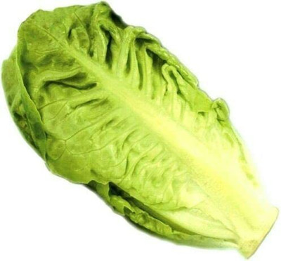 CYBEXIS Fast Germination Seeds Lettuce Little Gem2000 Seeds Seed(2000 per packet)