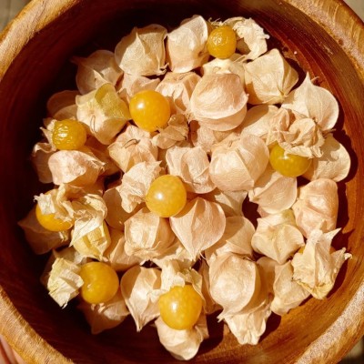 Quentova Groundcherry - Super Sweet gooseberry-DXL-2M Seed(75 per packet)