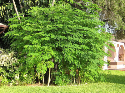 VibeX ® XXL-42 Moringa Seeds Pkm1 Organic Large Size Seed(100 per packet)