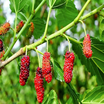 Flipkart SmartBuy Mulberry Shahtoot Fruit Seed(30 per packet)