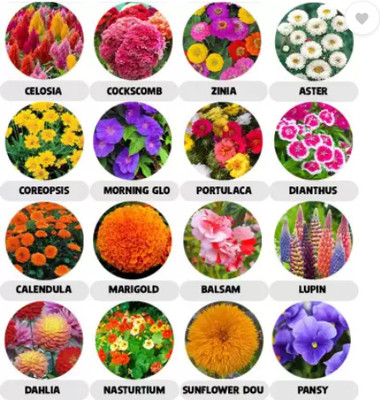 GROW-N-KNOW Combo Pack of 16 Variety 1200+ Flower Seeds With Instruction Manual Seed(13 g)