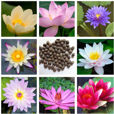 Seedsilk Original Lotus Seed(10 per packet)