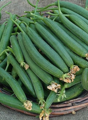 Avysa Long Tori/sponge Gourd Seed(300 per packet)