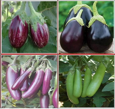 ibains Hybrid brinjal long red seeds Seed(310 per packet)