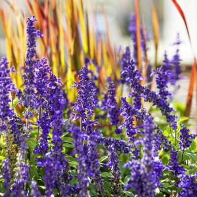 CYBEXIS NBIR-25 - Salvia Sage Blue Victory - (1350 Seeds) Seed(1350 per packet)