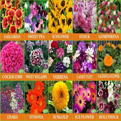 Vrisa Green Flower Seeds For Terrance Garden 15 Varieties Flower Combo Seed(15 per packet)