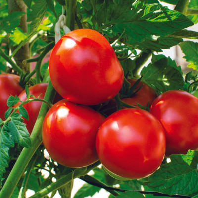 GREENSEA Hybrid Tomato Seed(204 per packet)