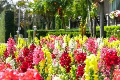 MAA Antirrhinum Seed(135 per packet)
