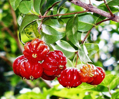 Aywal Maulsari Cherry Seeds For All Season Seed(2 per packet)
