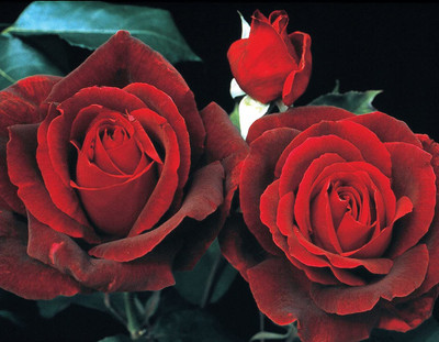 VibeX ® VXI-268 Hybrid Rose Seed Red Seed(50 per packet)