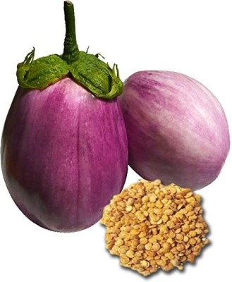 MAA Brinjal CVK, Brinjal Purple round, Eggplant Seed(20 per packet)