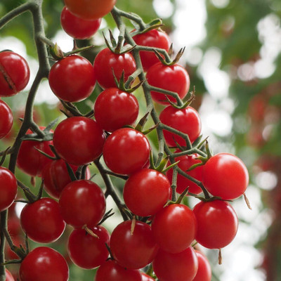KNESSiN Heat Tolerant Crokini Tomato Vegetable Seeds For Gardening - (2000 Seeds) Seed(2000 per packet)