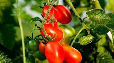 XOLDAA kashmiri hybrid tomato seeds Seed(90 per packet)