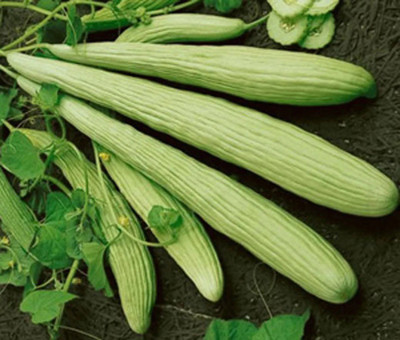 VibeX HUA-14 - Disease Resistant Long melon kakdi kakri - (150 Seeds) Seed(150 per packet)