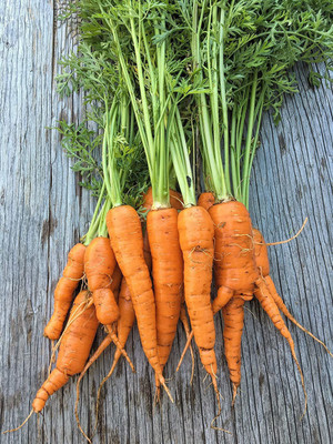 CYBEXIS GBPUT-27 - Imperator 58 Carrot - (2250 Seeds) Seed(2250 per packet)