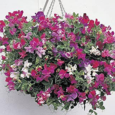 MAA Sweet Pea Seed(25 per packet)