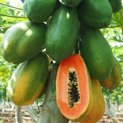 SeeGreen Red Lady F1 Hybird Papaya Taiwan 786 Variety, Papaya Hybird Seed(55 per packet)