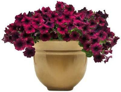 CYBEXIS Petunia Easy Wave Velour Burgundy Seeds Seed(50 per packet)