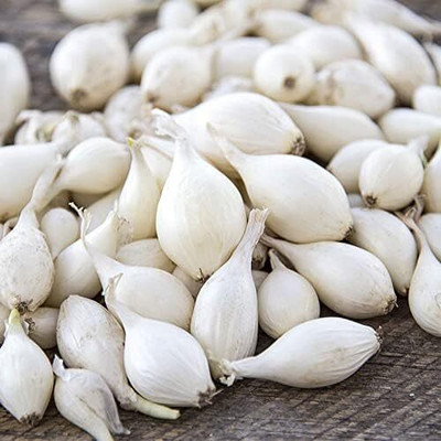 Qualtivate HYB-2A Snowball White Onion Sets Seed(500 per packet)