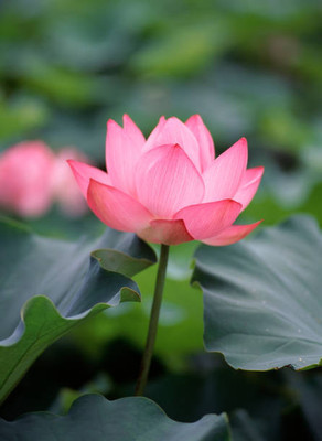 SAKRISH lotus,kamal gatta Seed(11 per packet)
