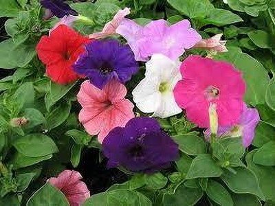 BJUBASPLANT Petunia double mix flower seed pack of 41 Seed(41 per packet)