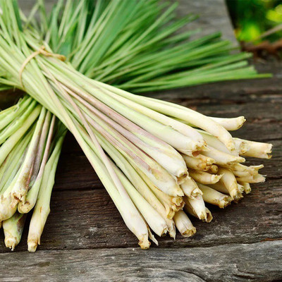Quentova Lemon grass/लेमन ग्रास (Cymbopogon citratus)-PALLAV-5I Seed(25 per packet)