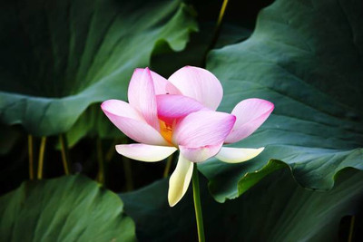 REVASEED lotus,kamal gatta Seed(14 per packet)