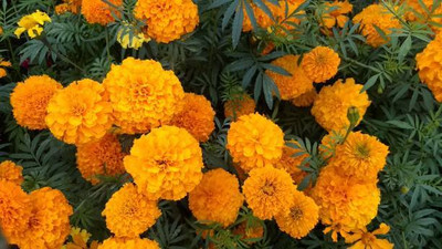 Brumm marigold/gende ka phool flower seeds Seed(75 per packet)