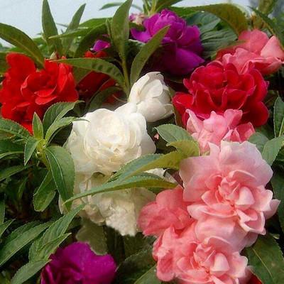 EcoFusion Balsam flower seeds for home garden,Highgermination Seed(46 per packet)