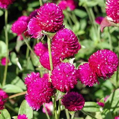 Lorvox Globe Amaranth Mix Flower Gomphrena Seed(110 per packet)