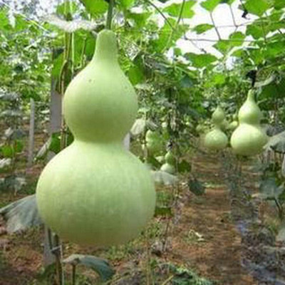 KNESSiN VII-57 Bottle Gourd Seed(100 per packet)