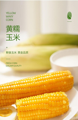 WILLVINE ROX -X Yellow Sticky Waxy Corn Seeds-[1Kg] Seed(4000 per packet)
