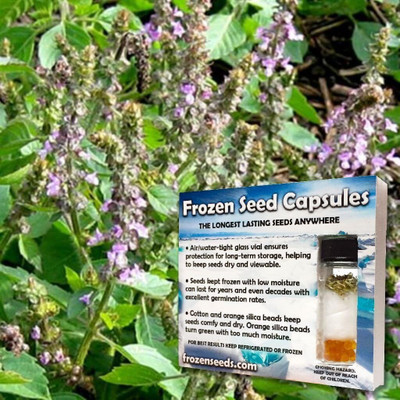 WILLVINE Kapoor Tulsi Holy Basil Seeds-[2000 Seeds] Seed(2000 per packet)