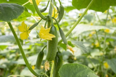 Qualtivate PUAS-9A Long Green Cucumber Seeds Seed(300 per packet)