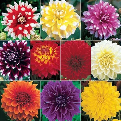 Aywal Harlequin Mix Bi-Color Dahlia Flower Seed(5 g)