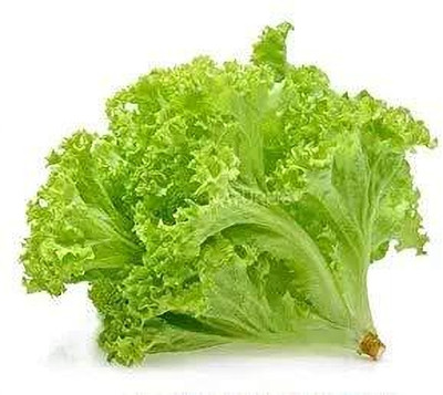 Aywal Lettuce Hybrid Vegetable Seeds For Home Garden Seed(20 g)