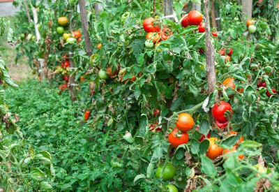 ibains Tomato tree seed Seed(45 per packet)
